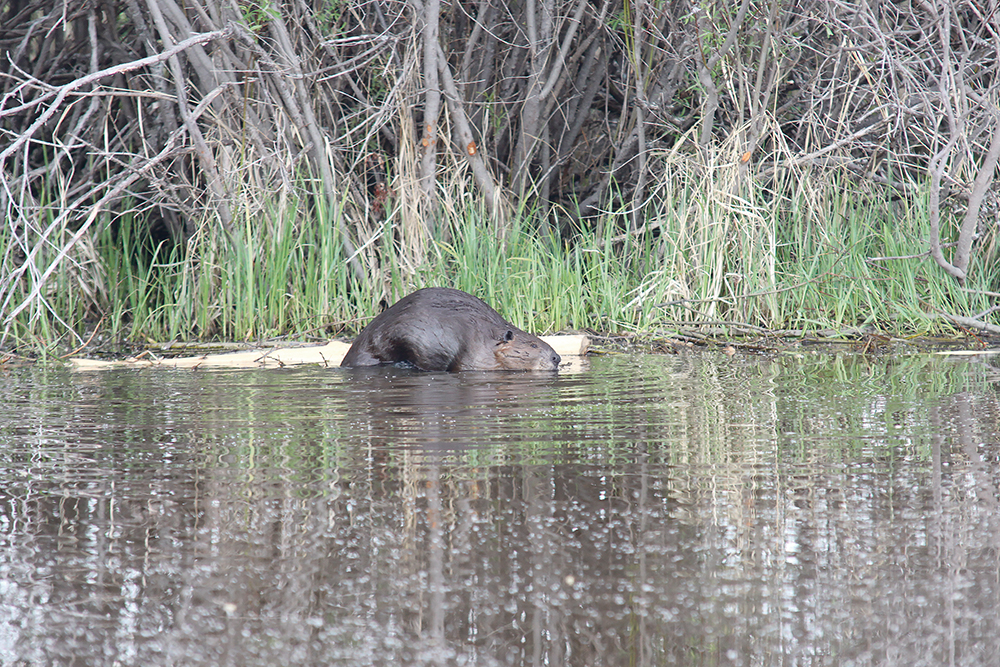 Beavers’ habitat overlaps with that of deer, in which chronic wasting disease is widespread.  |  File photo