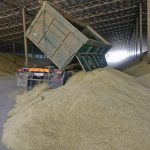 A truck driver unloads barley grain to a storage facility June 22 near Odesa, Ukraine. Ukrainian farmers may have some tough decisions to make if their inability to export grain continues. | Reuters/Igor Tkachenko photo