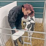 Maddison Degenshein feeds newborn Holstein calves beneficial strains of lactobacillus bacteria taken from the intestines of healthy Holstein heifer calves that had been weaned. | University of Alberta photo