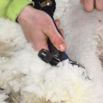 A wool grader tells producers that poor shearing management can quickly degrade wool quality. | File photo