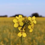 South American soybean oil prices dropped nearly 20 percent between early June and early July, while palm oil prices plunged nearly a third in that time frame. Palm oil is the most widely traded vegetable oil in the world, so it has a major impact on all oilseed markets. | Robin Booker photo