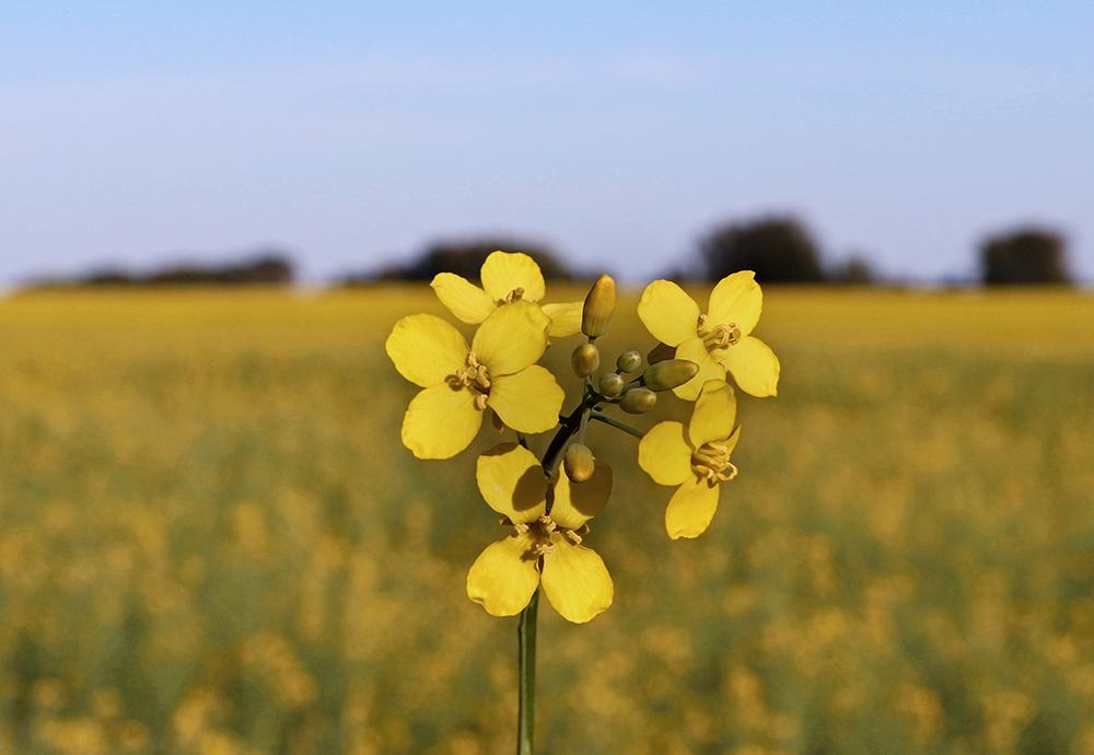 South American soybean oil prices dropped nearly 20 percent between early June and early July, while palm oil prices plunged nearly a third in that time frame. Palm oil is the most widely traded vegetable oil in the world, so it has a major impact on all oilseed markets. | Robin Booker photo
