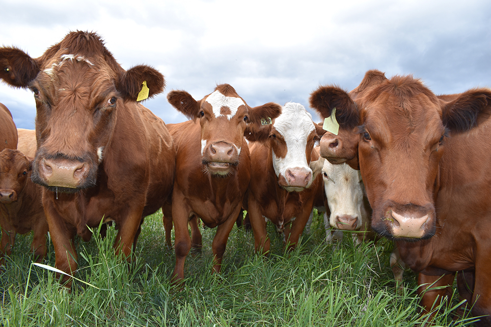 Recent weather conditions have dramatically changed the landscape cow-calf operators are operating in. | File photo
