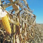Researchers at the University of Illinois found that low temperatures and heavy rain during the pre-growing season may reduce soil nitrogen content before planting corn by decreasing mineralization and increasing leaching loss, which ultimately leads to yield loss. | File photo