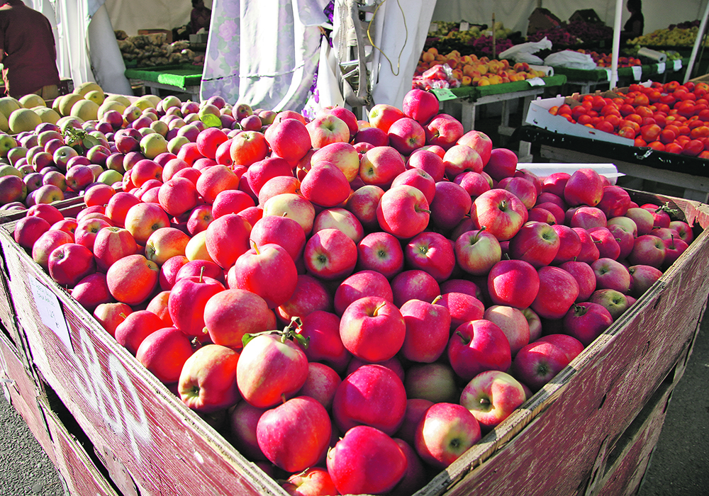 Last year’s apple crop managed the weather well, but other fruit crops are likely experiencing lingering effects from a blast of record-setting heat that descended on the B.C. Interior.  |  File photo