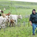 Adrien Lanoie lifts a fence so that his cattle can move into the next paddock. | Braedyn Wozniak photo
