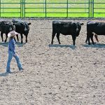 Marcha Duenage steers heifers toward a corral on foot during the Ultimate Stockmanship Challenge in Pincher Creek, Alta., July 9. | Alex McCuaig photo