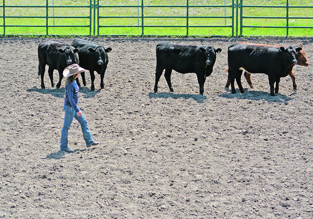 Marcha Duenage steers heifers toward a corral on foot during the Ultimate Stockmanship Challenge in Pincher Creek, Alta., July 9.  |  Alex McCuaig photo
