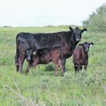 Studies have shown that a single oral dose of toltrazuril given to young calves can help prevent coccidiosis in beef herds, but other studies also warn about the potential for resistance. | Paula Larson photo