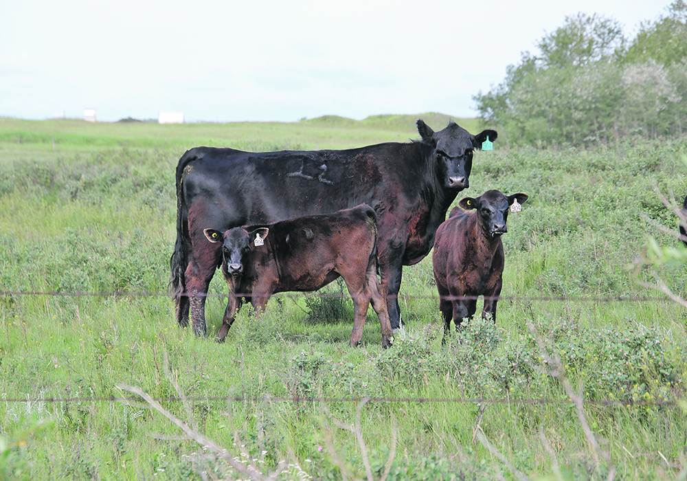 Studies have shown that a single oral dose of toltrazuril given to young calves can help prevent coccidiosis in beef herds, but other studies also warn about the potential for resistance.  |   Paula Larson photo