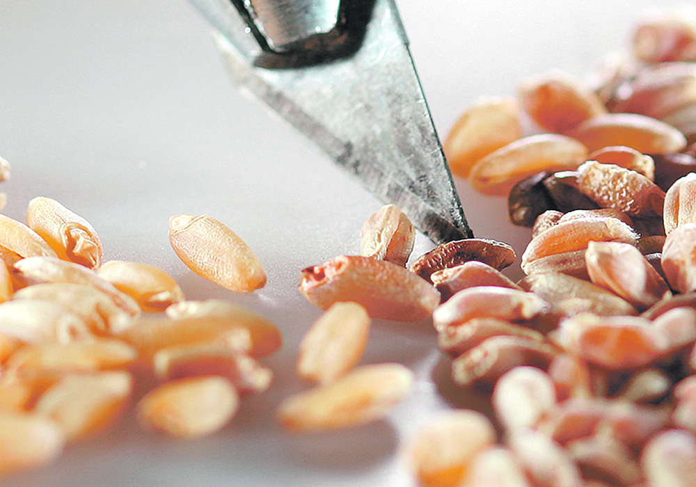 Delegates attending last week’s Seeds Canada meeting had reservations about the proposed Independent Standard Setting Body. Some expressed concerns about adding another layer of bureaucracy while others wondered how it would affect the variety recommending committees.  |  File photo