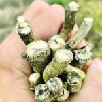 SaskCanola and the provincial ministry of agriculture are offering the free testing program now through the fall. | Photo courtesy The Canola Council of Canada