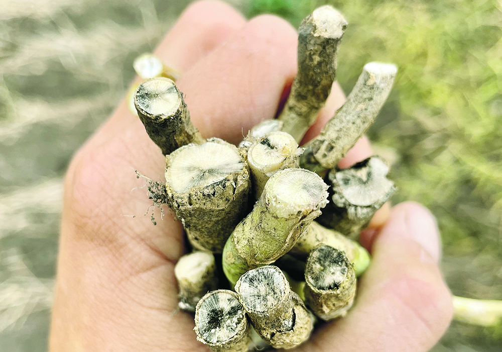 SaskCanola and the provincial ministry of agriculture are offering the free testing program now through the fall. | Photo courtesy The Canola Council of Canada