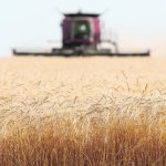 A Canadian market analyst believes Canada’s wheat crop will be closer to 30 million tonnes and may be even smaller if July remains hot and dry. | Reuters/ Shannon VanRaes photo