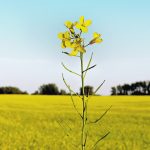 Canadian farmers are expected to produce 19 million tonnes of canola this year, of which 10.5 million tonnes could be used by the crushing sector and 8.5 million tonnes exported. This would leave ending stocks at a tight 1.2 million tonnes. | File photo