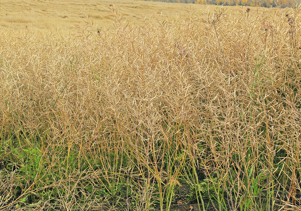 Protein Industries Canada’s first round of funding allowed it to pay for 45 projects that ranged from genomic research for creating higher protein canola to the development of finished food products. |  File photo