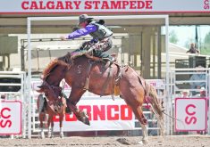 Colten Powell of Innisfail, Alta., rides the horse Exciting Bubbles in the novice bareback event. | Reuters/Todd Korol photo