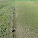 The loss of 28 cattle to a lightning strike is a considerable blow to the Briere family of Mankota, Sask., who had earlier sold some of their herd because of last year’s drought and lack of feed. | Supplied photo