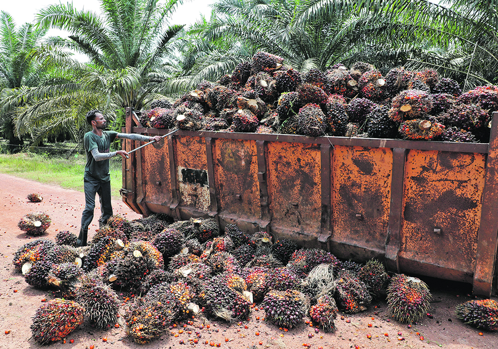 Indonesia recently repealed its export ban on the commodity and implemented the Export Acceleration Program.  It is making more palm oil available on the world market by reducing obligations to supply the domestic market and by lowering export taxes and levies.  | Reuters photo