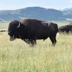 Genome Canada recently announced a $5.1 million genomics project to protect threatened Canadian bison populations in and around Wood Buffalo National Park, as well as other captive and farmed bison herds. | File photo
