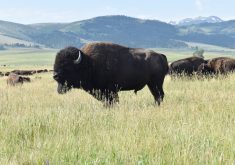 Genome Canada recently announced a $5.1 million genomics project to protect threatened Canadian bison populations in and around Wood Buffalo National Park, as well as other captive and farmed bison herds. | File photo