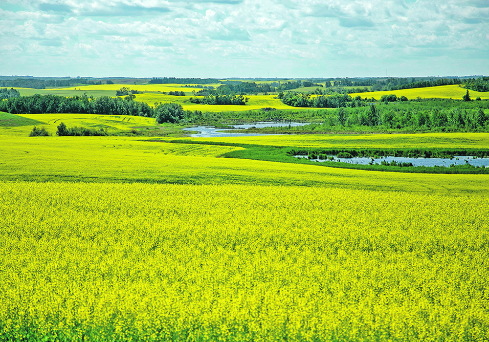 There are tax considerations to keep in mind when renting out farmland or considering a joint venture.  |  File photo