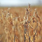 “The soybean crop is at risk in my opinion,” said Drew Lerner, president of World Weather Inc. “I am concerned about the soybean production number for this year.” | File photo