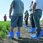 Representatives from Limagrain Field Seeds discuss their pea and lentil research at one of their test plots east of Saskatoon. | William DeKay photo