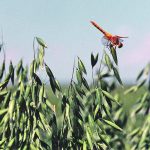 Despite increased interest in the crop, demand for organic oats still outstrips supply. | File photo