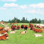 Cow numbers have dropped in North America but the potential for higher prices will depend on feed costs. | Wendy Dudley photo