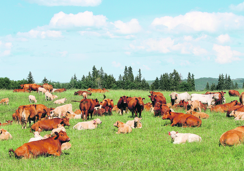 Cow numbers have dropped in North America but the potential for higher prices will depend on feed costs.  |  Wendy Dudley photo