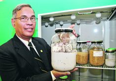 Digvir Jayas, an agricultural engineering professor at the University of Manitoba, shows a jar of flour loaded with red flour beetles in a file photo from 2018. His work in grain storage was recognized recently by two national organizations.  |  File photo