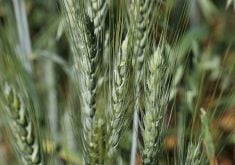 The trend to corn and soybeans in southeastern North Dakota has meant 90 percent of the traditional wheat and durum fields have been lost to those crops. But remaining spring wheat is in very good condition this season.  |  Mike Raine photo