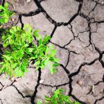Flash droughts are short-lived, lasting a few weeks or months, but they often occur during critical growing periods leading to crop failure. | File photo