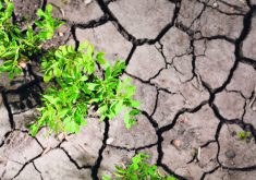 Flash droughts are short-lived, lasting a few weeks or months, but they often occur during critical growing periods leading to crop failure.  |  File photo