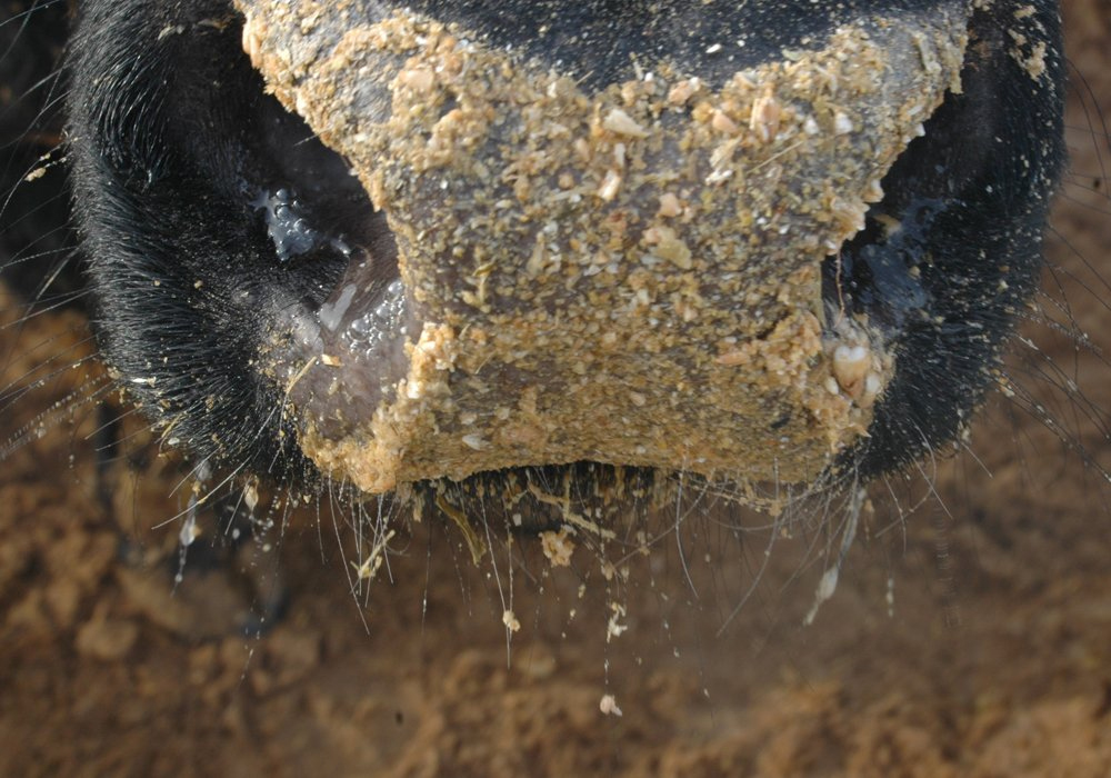 Finding new feed sources and new markets has been critical for survival due to last year’s drought and feed shortage. | File photo