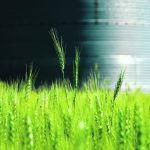 The Wheat Quality Council is forecasting a record spring wheat yield of 49.1 bushels per acre for North Dakota, which is slightly below the U.S. Department of Agriculture’s July 1 forecast of 51 bu. per acre for the state. | Reuters/Dan Koeck photo