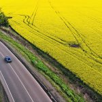 Ukrainian farmers are expected to abandon wheat and barley in favour of sunflowers and rapeseed next year because oilseeds are more profitable to grow under current circumstances. | Reuters/ Jorge Silva photo