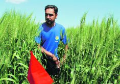 Nirmal Hari, a Manitoba Agriculture researcher at the PESAI research farm in Arborg, inspects a wheat crop grown on tile drainage at the site. | Robert Arnason photo