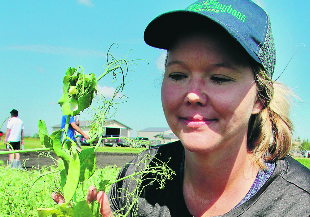 Jennifer McCombe-Theroux, a production specialist with the Manitoba Pulse & Soybean Growers, holds up a pea plant at the Prairies East Sustainable Agriculture Initiative farm near Arborg, Man.  |  Robert Arnason photo