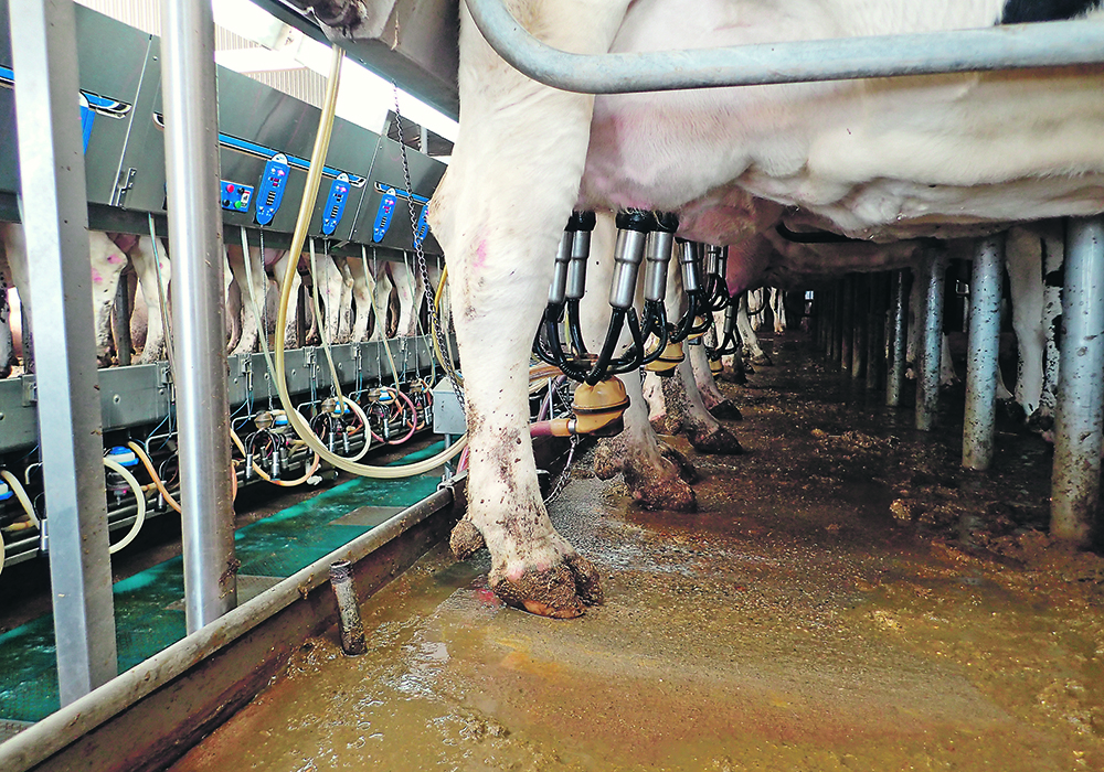 Alberta Milk says the changes it made to its New Producer Assistance Program, which is meant to encourage new dairy farmers to enter the business, came after consultations with producers and stakeholders.  |  File photo