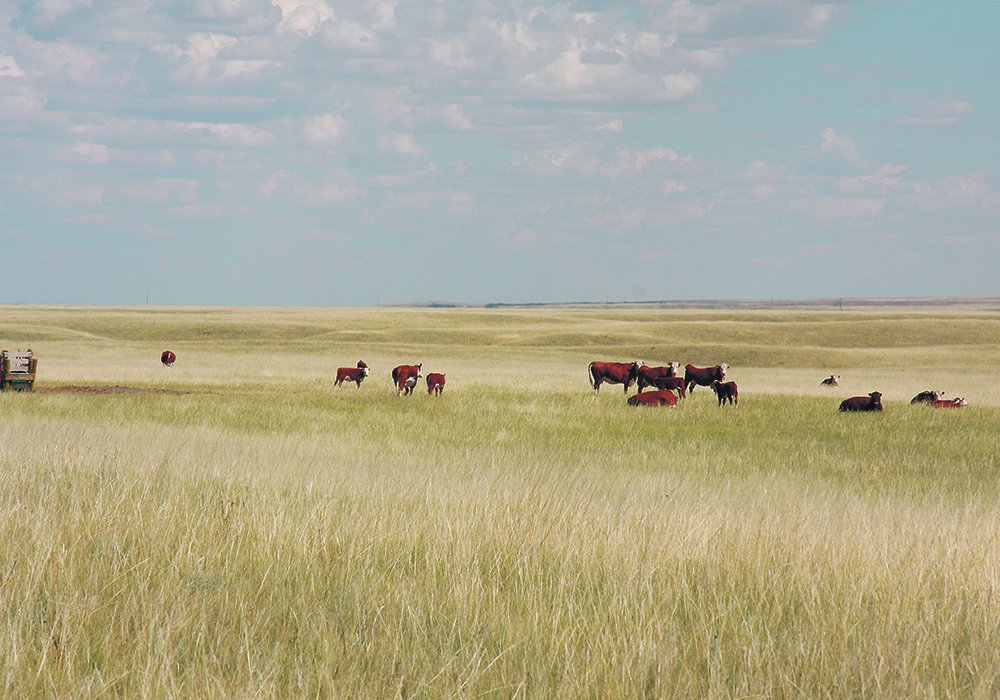Scientists say using native prairie plants that can withstand environmental stresses, temperature fluctuations and wildfires can reduce risks while creating a self-sustaining system.  |  File photo