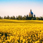 APK-Inform is forecasting that Ukraine will harvest 2.73 million tonnes of rapeseed/canola in 2022-23, which is only slightly below the five-year average. | Getty Images