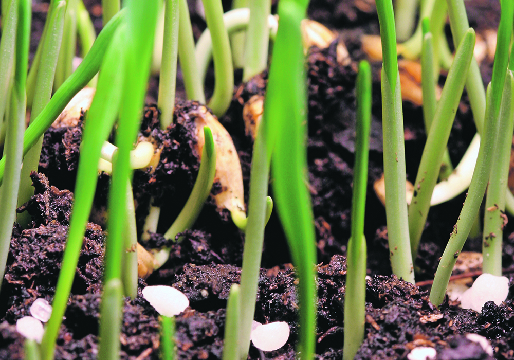 Farmers will have until the end of August to weigh in on the federal government’s plan to cut fertilizer emissions by 2030.  |  File photo