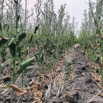High temperatures short-circuit the gene CBP60g and switch off numerous plant immunity genes, but just how plants know when hot is too hot remains a mystery. | File photo