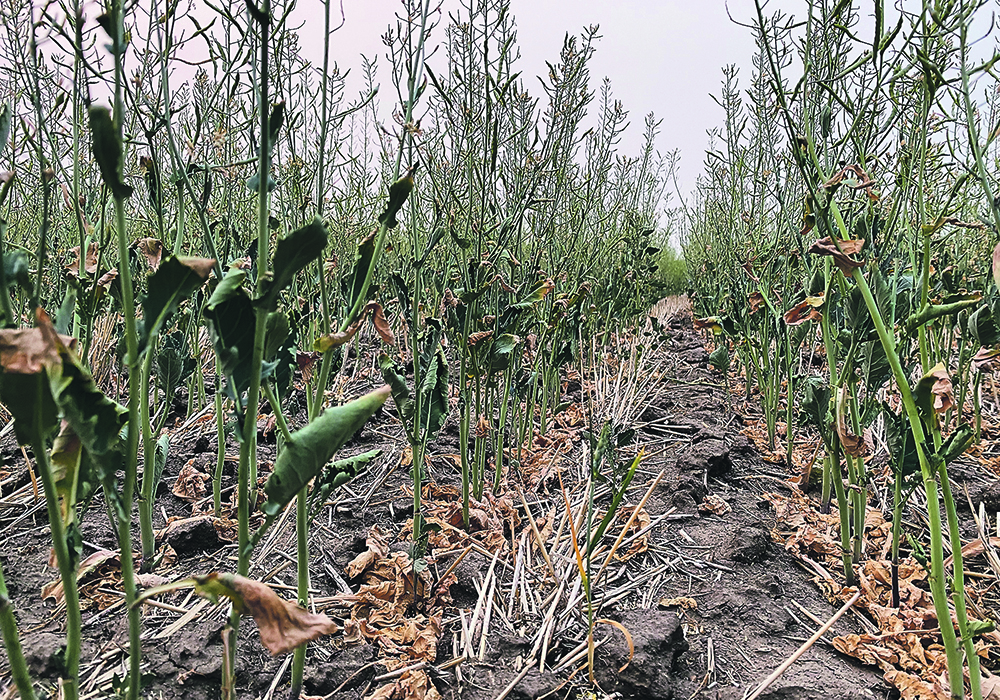 High temperatures short-circuit the gene CBP60g and switch off numerous plant immunity genes, but just how plants know when hot is too hot remains a mystery.  |  File photo