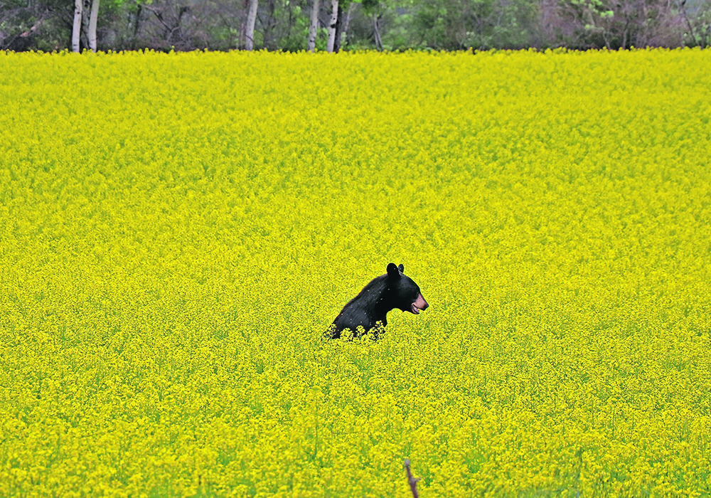 To better understand the impact that parasites have on wildlife, a University of Alberta researcher analyzed 142 previous studies that included agricultural livestock research, indicating that parasites negatively affect the total body health of their mammal hosts, including functions such as growth, repair, environmental adaptability and reproduction.  |  Robin Booker photo
