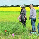 Lana Shaw talks about her intercrop trial that suffered severe root rot. | Braedyn Wozniak photo