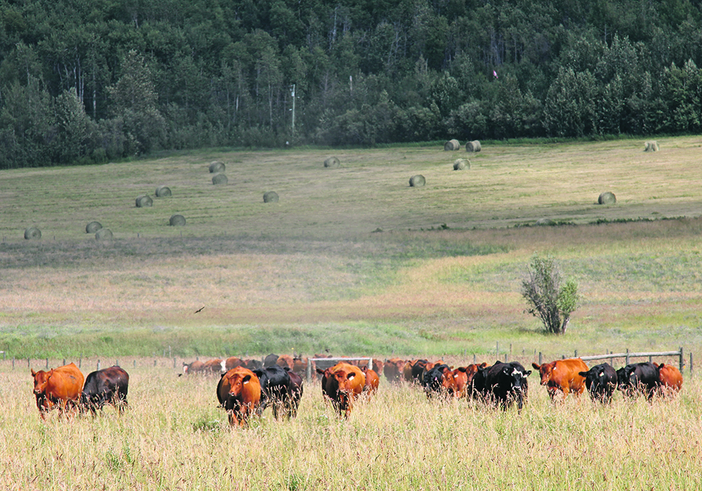 A training program developed at Olds College’s Technology Access Centre for Livestock Production uses handling acclimation, positive reinforcement and rewards of feed to keep heifers calmer.  |  File photo