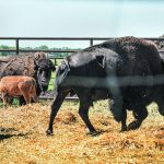 A bison handling consultant says adopting low-stress handling methods helped him double the processing rate with much less stress on animals and people. | File photo